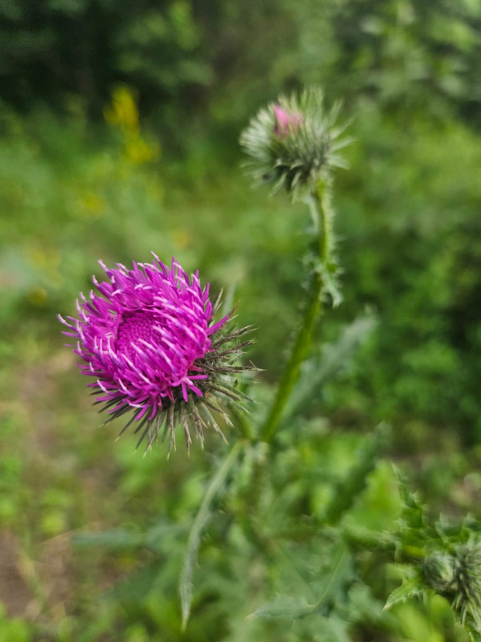 Vibrant purple wildflowers in the meadows of Armenia
