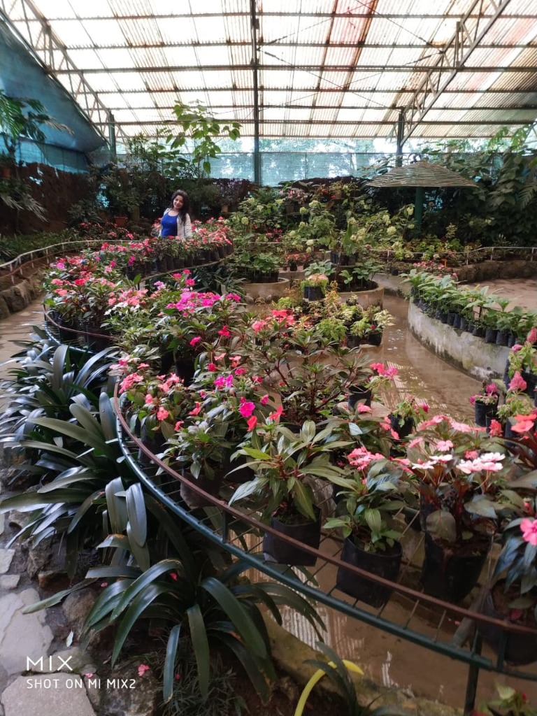 Displays of vibrant flowers inside Flower Exhibition Centre Gangtok