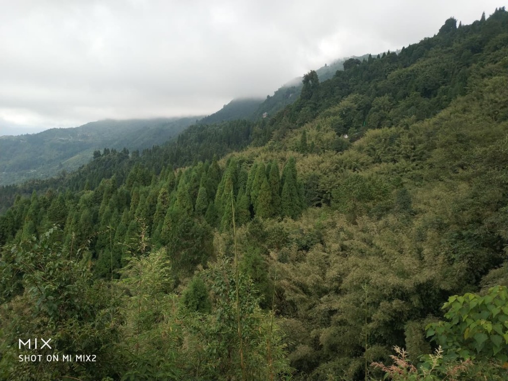 Misty mountain hills in Gangtok