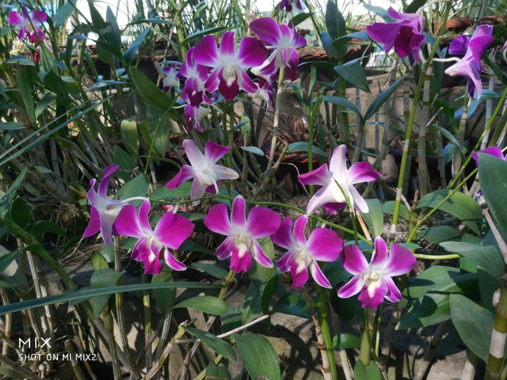 Vibrant native purple and white orchid blooms in Kaziranga Orchid Park