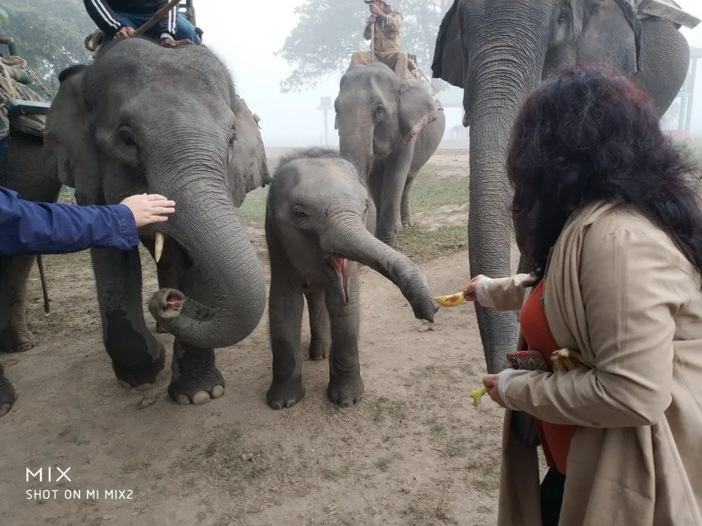 Offering bananas to the mother elephant and her calf