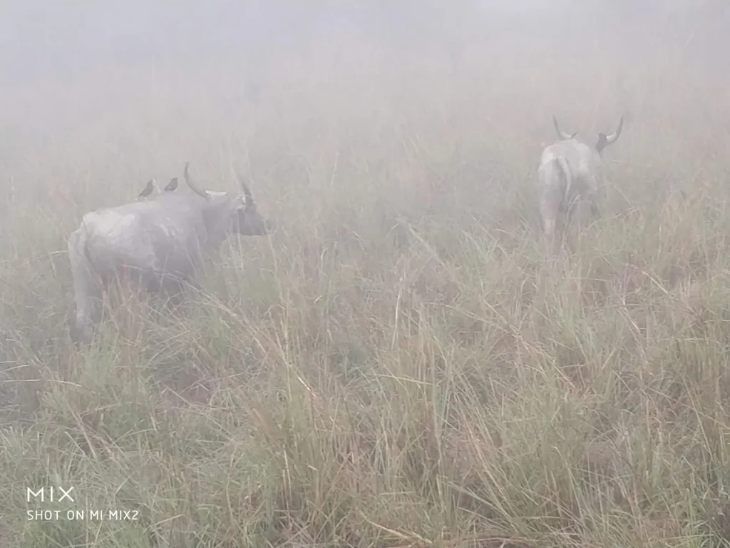 Wild buffaloes and rhinos moving through misty tall grass