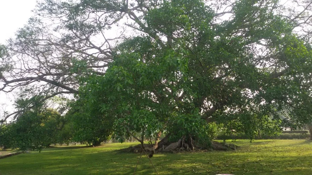 Massive banyan tree in the heritage tea bungalow lawn