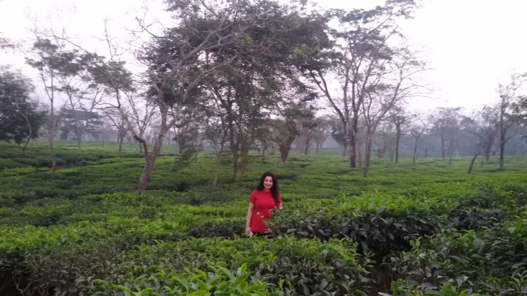 Upper Assam Tea Estate