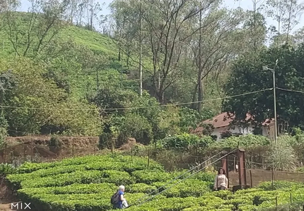 Rolling high-altitude tea bushes surrounding Munnar estates
