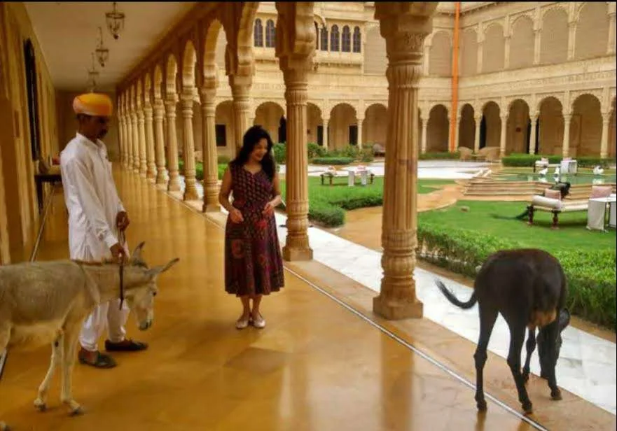 Morning donkeys at Suryagarh 1